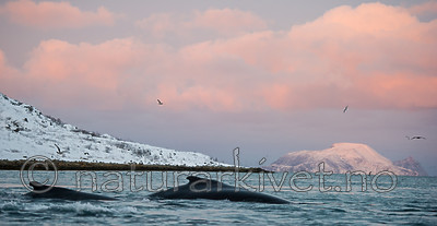 BB 13 0263 / Megaptera novaeangliae / Knølhval